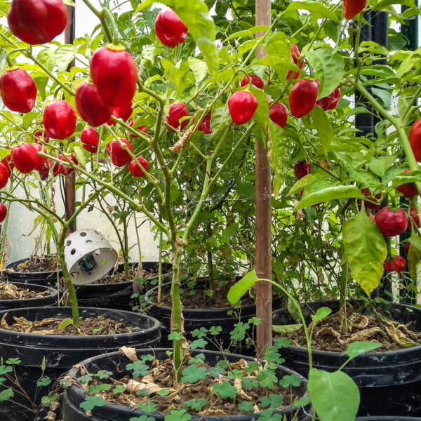 Habanero Red coltivato in idroponica con zeolite