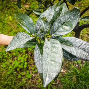 Applicazione di zeolite micronizzata su foglie di agrumi