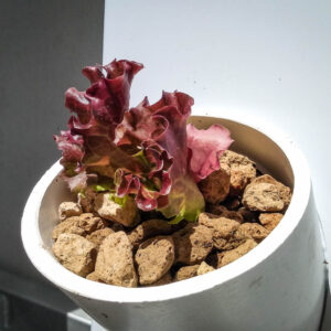 Dettaglio di un vaso della Vertical Farm in Zeolite