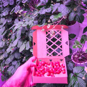 Fragoline di bosco coltivate in zeolite con ZeoVertical Farm