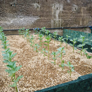 Il primo orto completamente in zeolite granulare