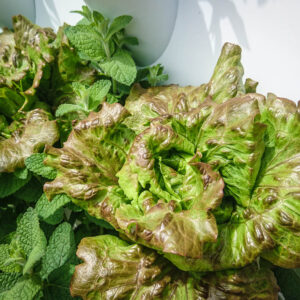 Insatala coltivata in orto verticale in zeolite