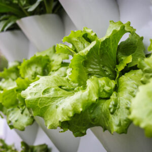 Le insalata a residuo fisso zero di ZeoVertical Farm