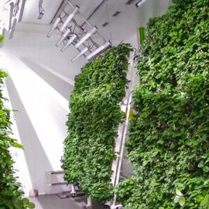 L'impianto di Villa Canali di due mesi dalla piantumazione