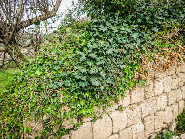 Muro di cinta di tufo con alta percentuale di Zeolite Chabasite