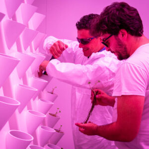 Vittorio Arenella e l'agronomo Luca Conti durante la piantumazione degli stoloni di fragolina di bosco