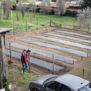 Vittorio Arenella e le sei baule ammendate con zeolite e pacciamate con telo biodegradabile