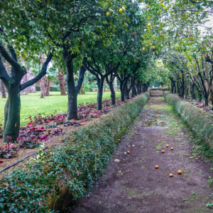 L'agrumeto di Villa Ravaschieri con pacciamatura in zeolite
