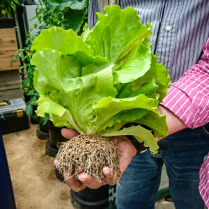 Insalata idroponica nata in zeolite