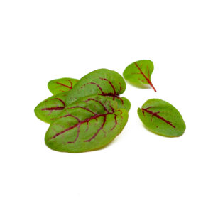 acetosa rossa - microgreens in zeolite