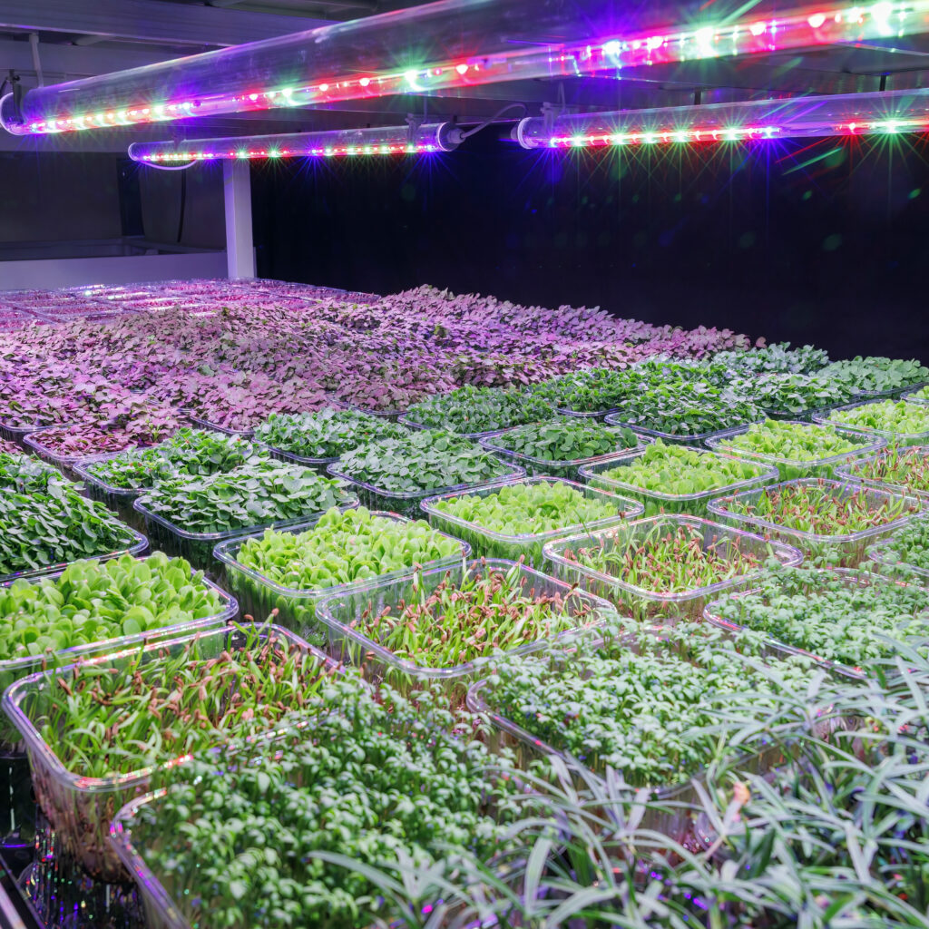 Microgreens coltivate in zeolite e luce a led