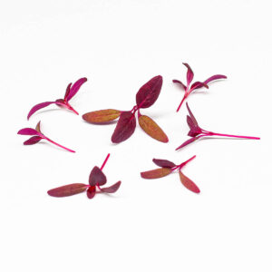 amaranto - microgreens in zeolite