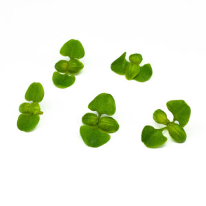 basilico - microgreens in zeolite