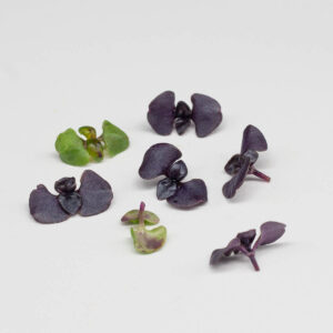 basilico pompei - microgreens in zeolite