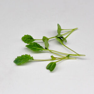 cavolo nero - microgreens in zeolite