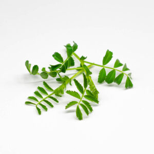 cece paduli - microgreens in zeolite