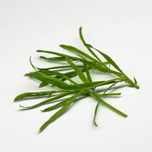 cicerchia maculata paduli - microgreens in zeolite