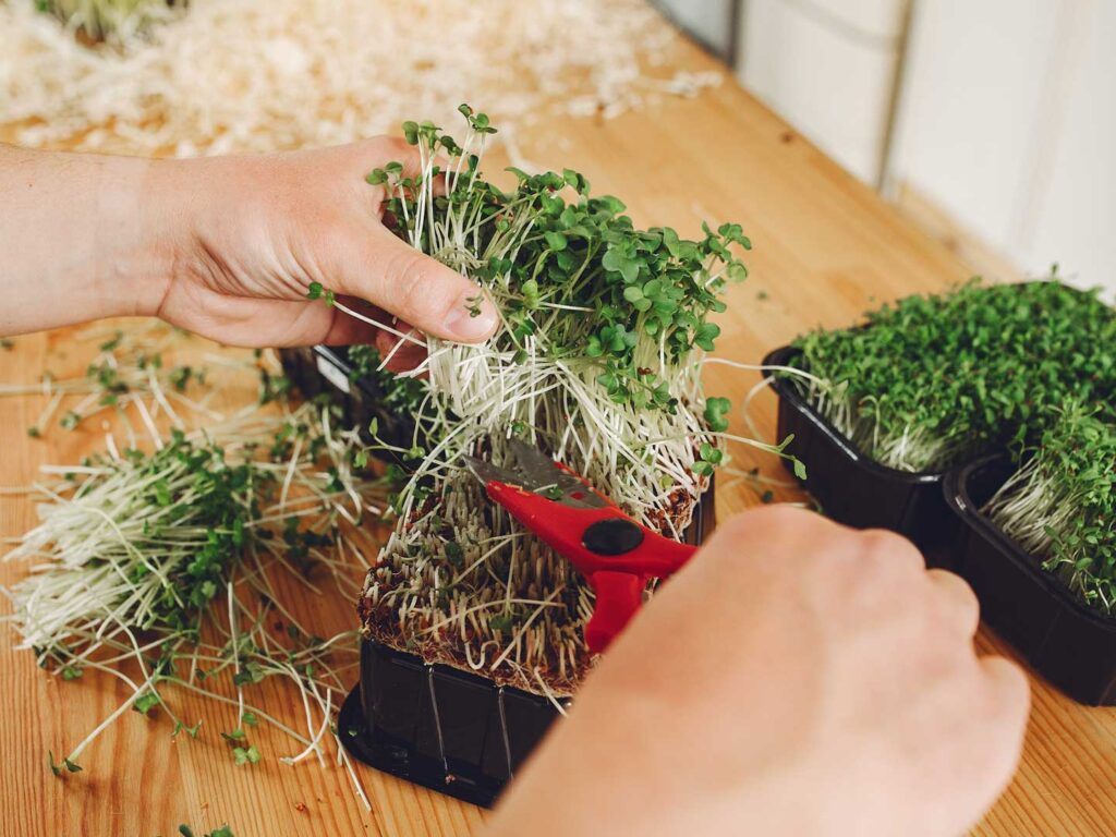 come tagliare le microgreens 