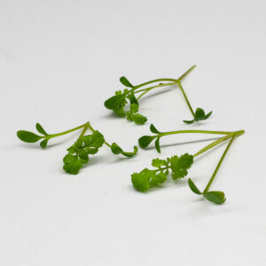 crescione - microgreens in zeolite