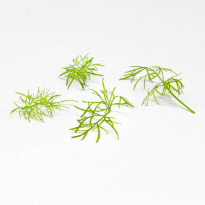 finocchio - microgreens in zeolite