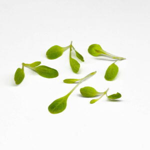 lattuga croccante - microgreens in zeolite