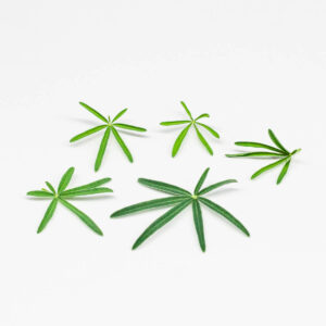 lupino - microgreens in zeolite