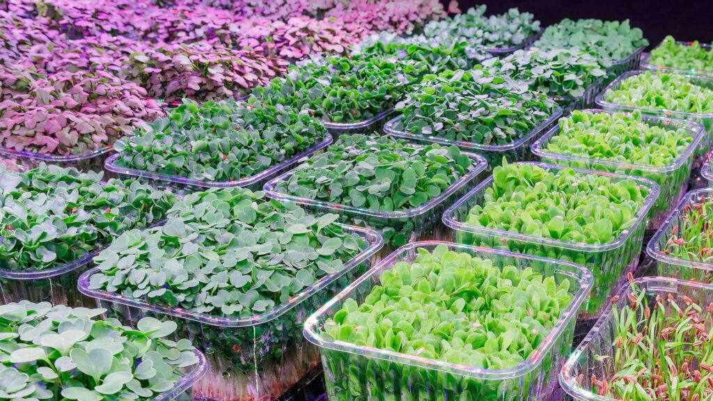 microgreens in produzione