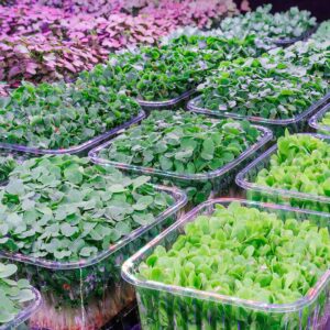 microgreens in produzione