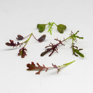 mizuna rossa - microgreens in zeolite