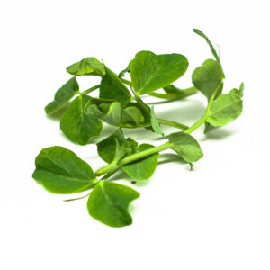 pisello paduli - microgreens in zeolite