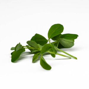 pisello verde - microgreens in zeolite