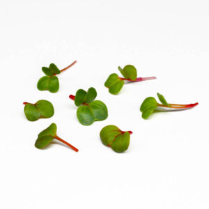 ravanello rubino - microgreens in zeolite