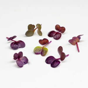ravanello viola - microgreens in zeolite