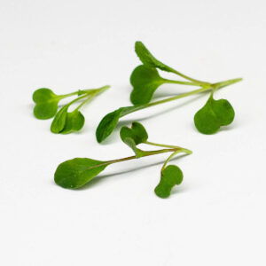 rucola - microgreens in zeolite