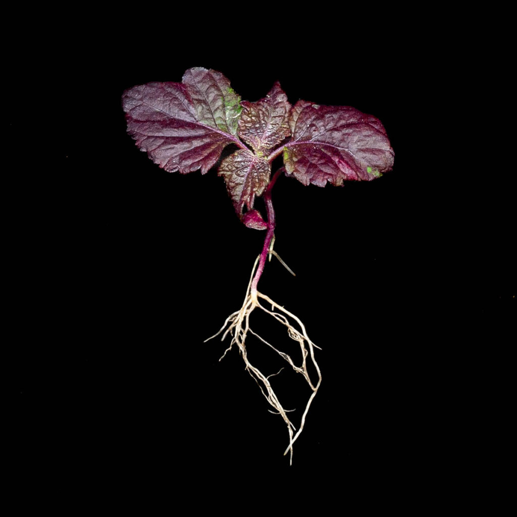 shiso rosso - microgreens in zeolite