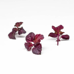 shiso rosso - microgreens in zeolite